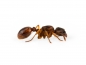 Preview: Myrmica rubra